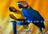 Фото Птенцы выкормыши сине желтый ара (Ara ararauna) из питомника